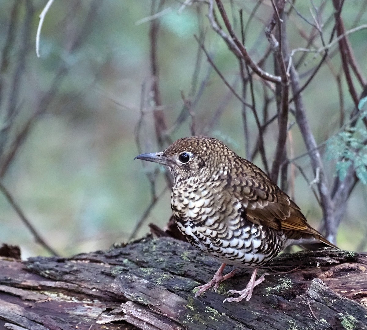 Bassian Thrush - Steve Law