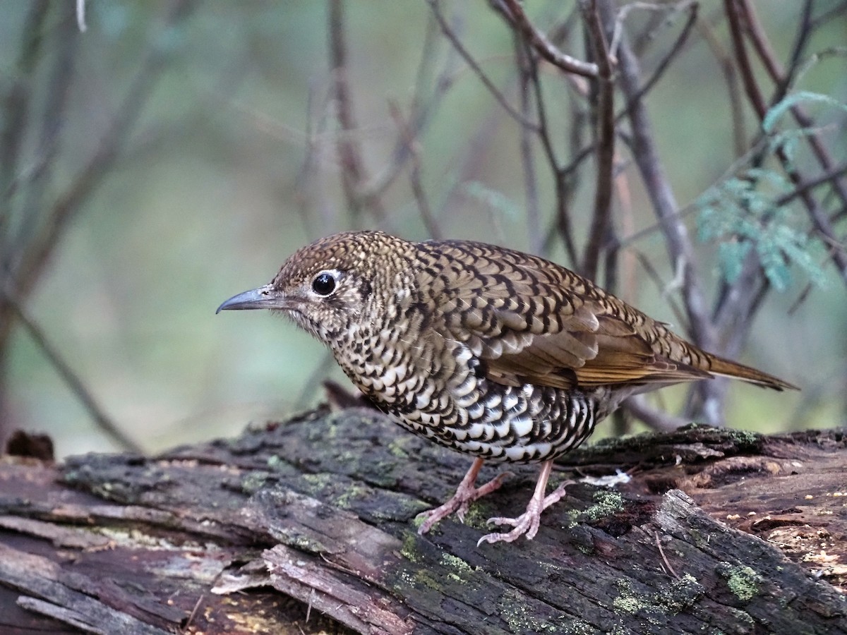 Bassian Thrush - Steve Law