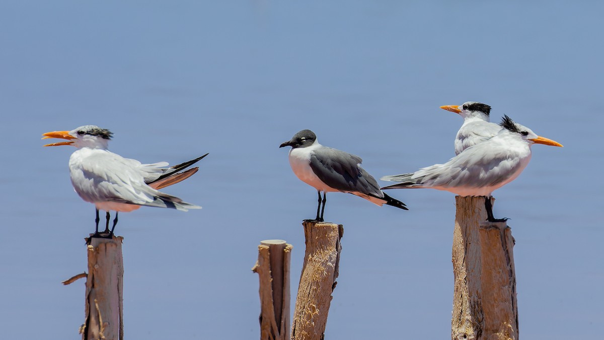 Laughing Gull - James Kennerley