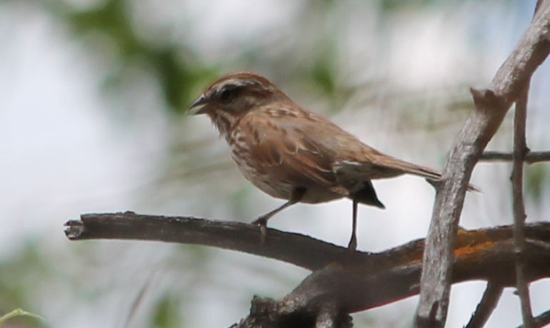 Song Sparrow - ML59312671