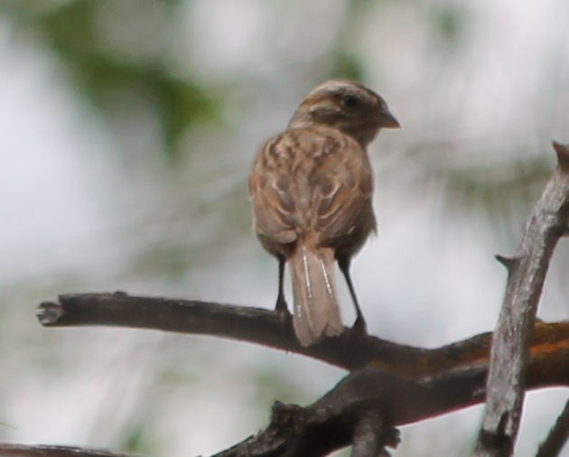 Song Sparrow - ML59312681
