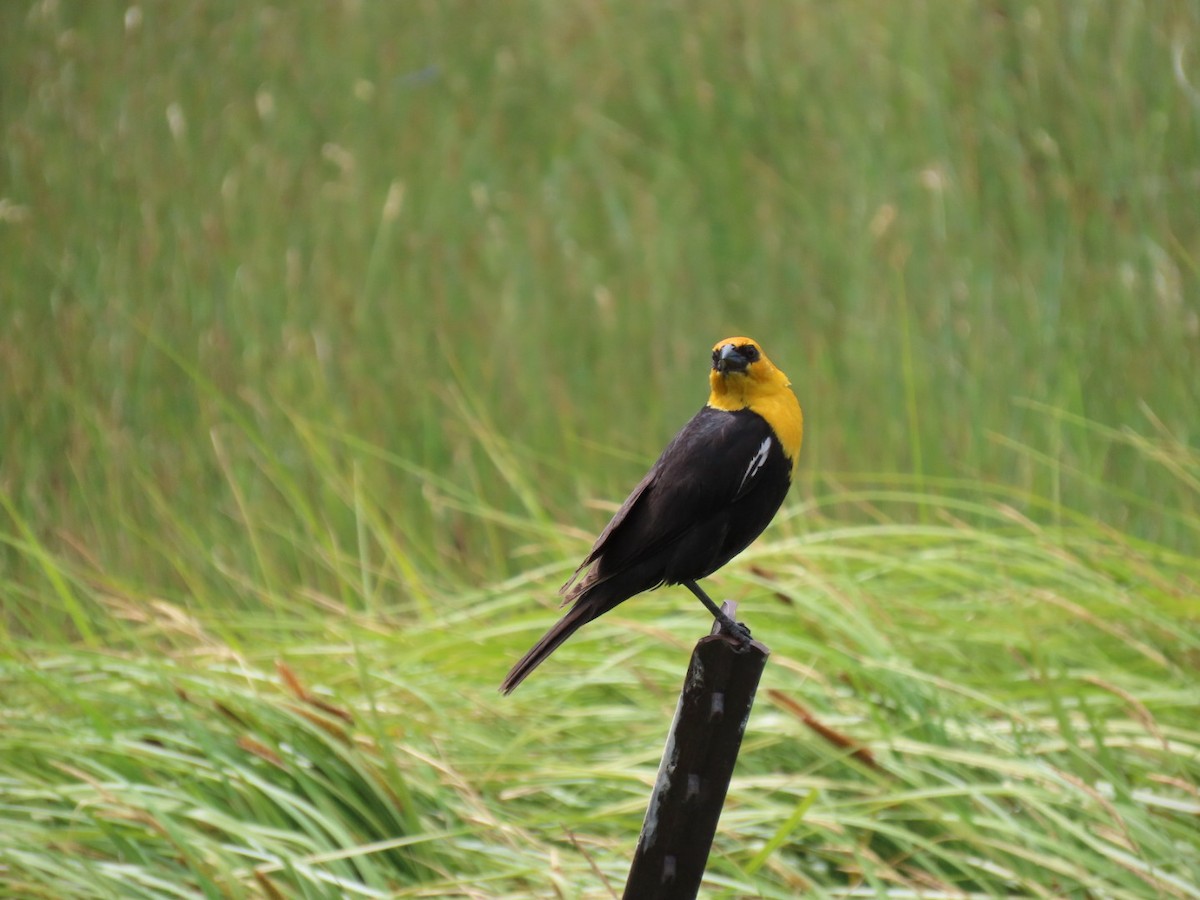 Yellow-headed Blackbird - ML593127651