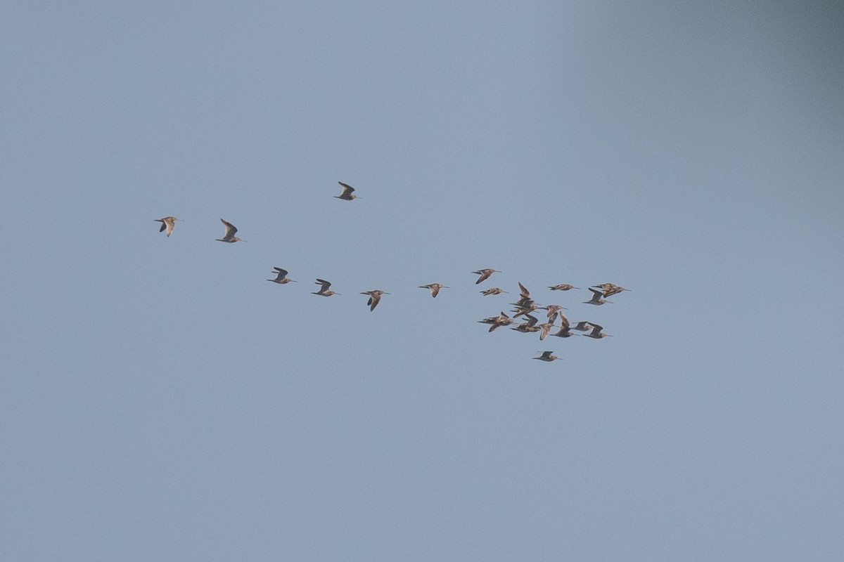 Short-billed Dowitcher - ML593129581