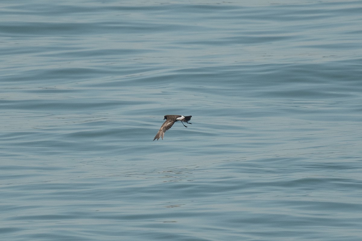 Wilson's Storm-Petrel - ML593129921