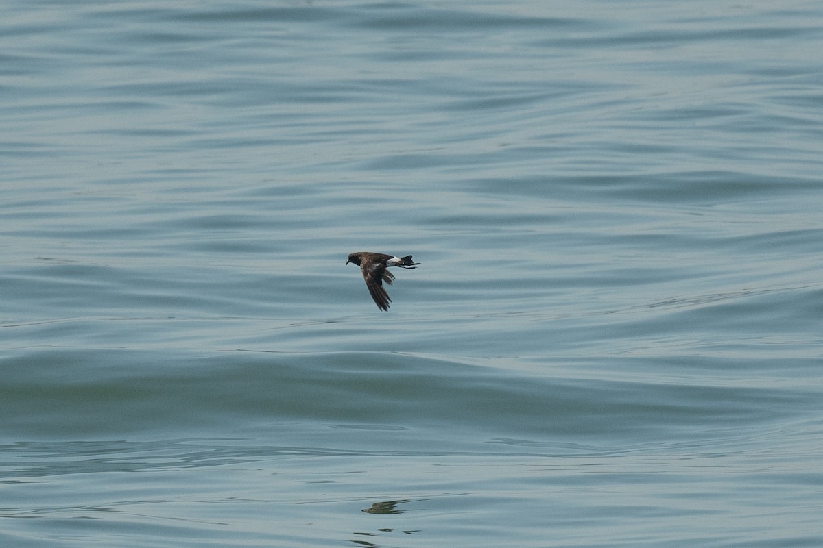 Wilson's Storm-Petrel - ML593129931