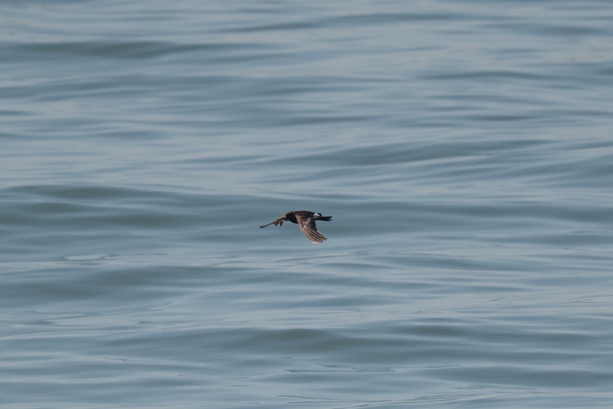 Wilson's Storm-Petrel - ML593129951