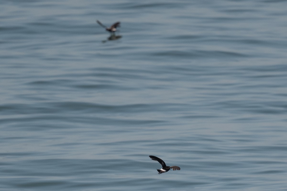 Wilson's Storm-Petrel - ML593129961