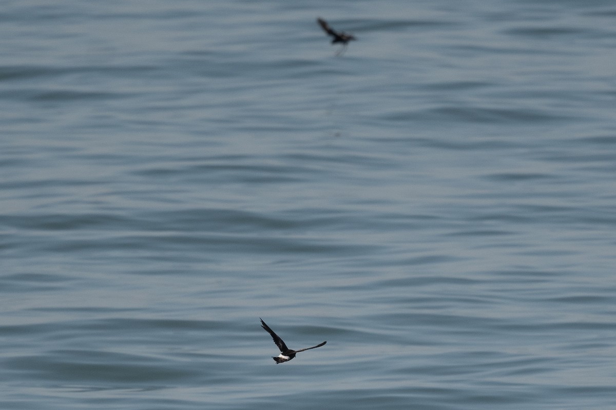 Wilson's Storm-Petrel - ML593129971