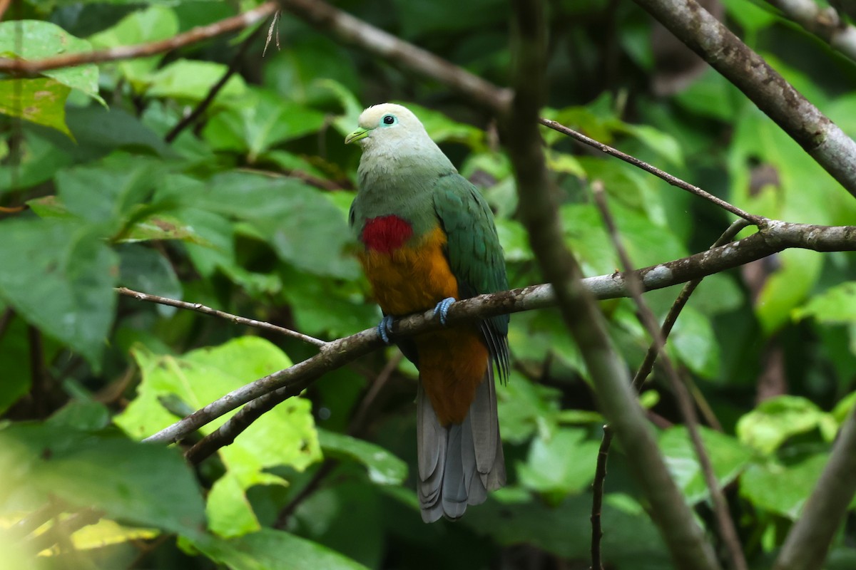 Scarlet-breasted Fruit-Dove - ML593130111