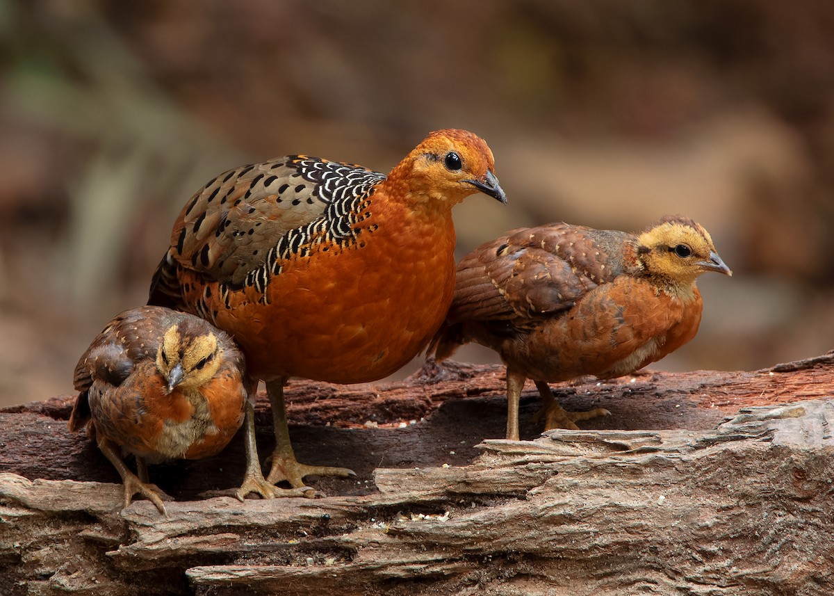 Ferruginous Partridge - Ayuwat Jearwattanakanok