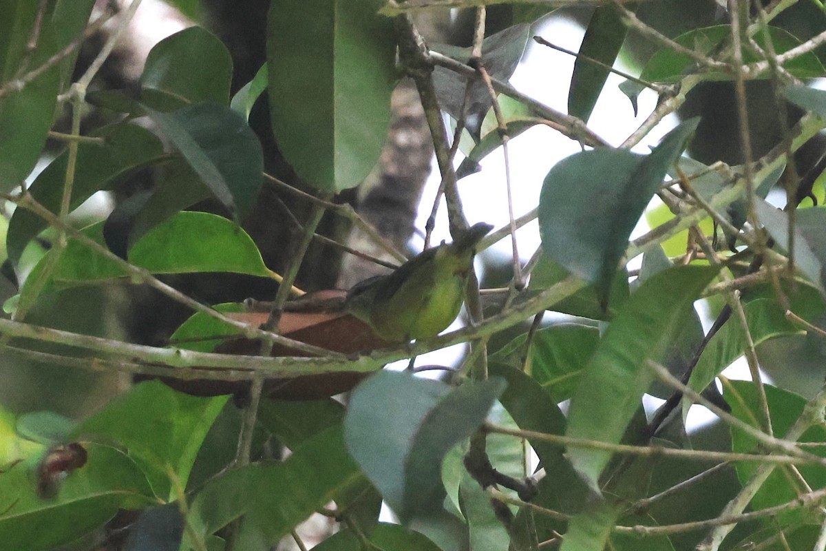 Island Leaf Warbler (Halmahera) - 志民 蘇