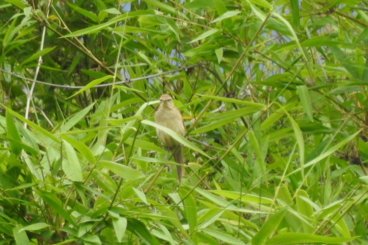 Striated Grassbird - ML593131711