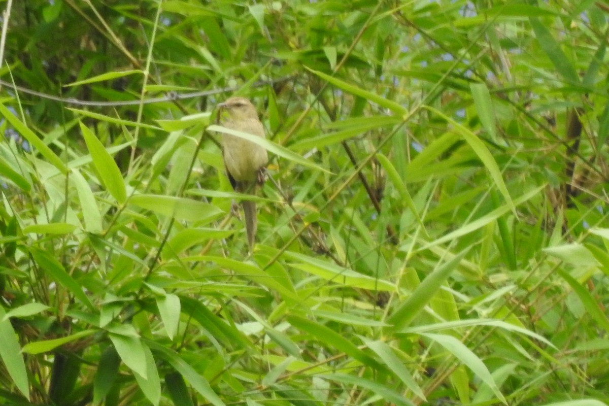 Striated Grassbird - ML593131731