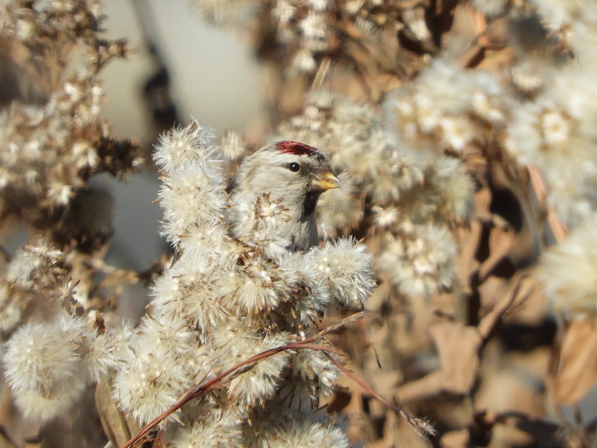 Hoary Redpoll - ML593131871