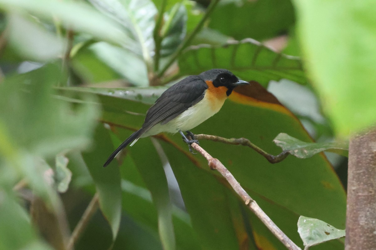 Moluccan Spectacled Monarch - 志民 蘇