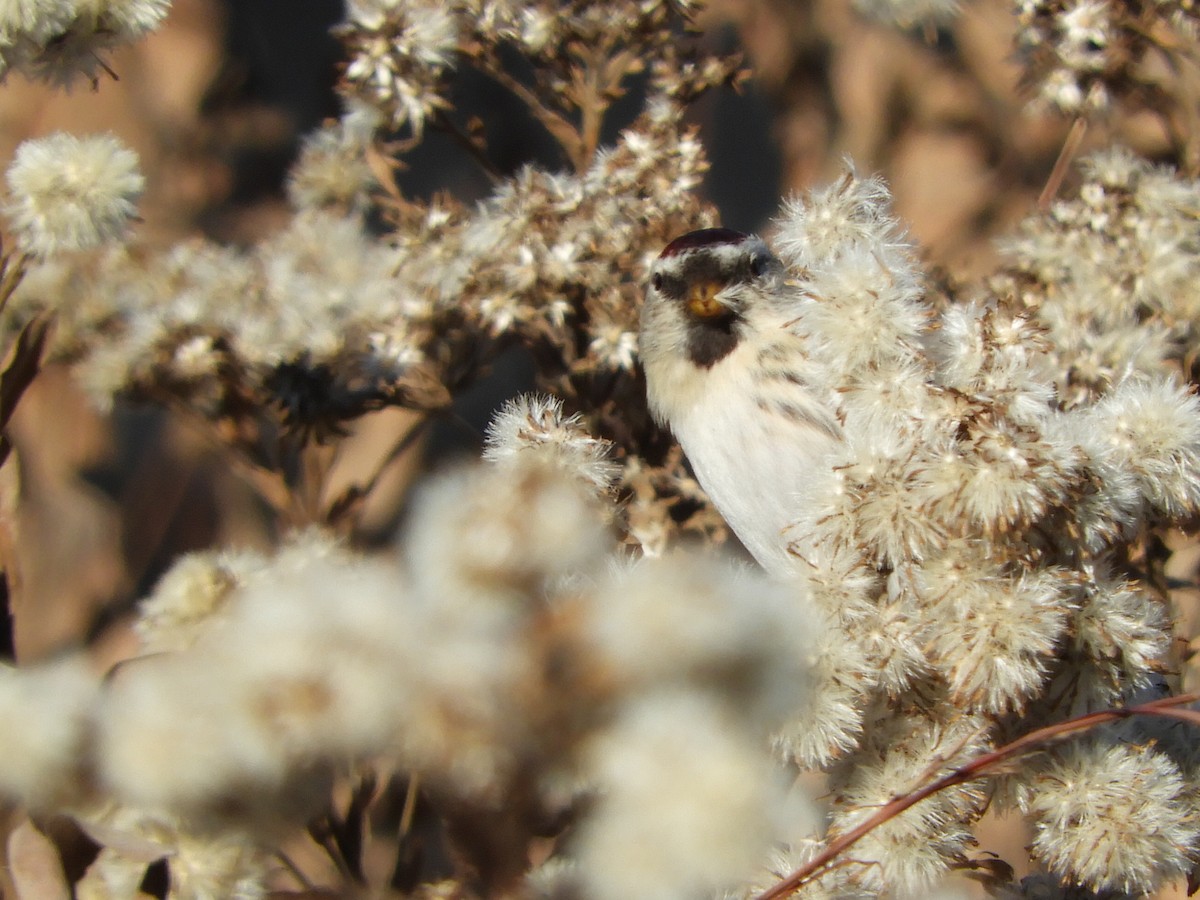 Hoary Redpoll - ML593132211