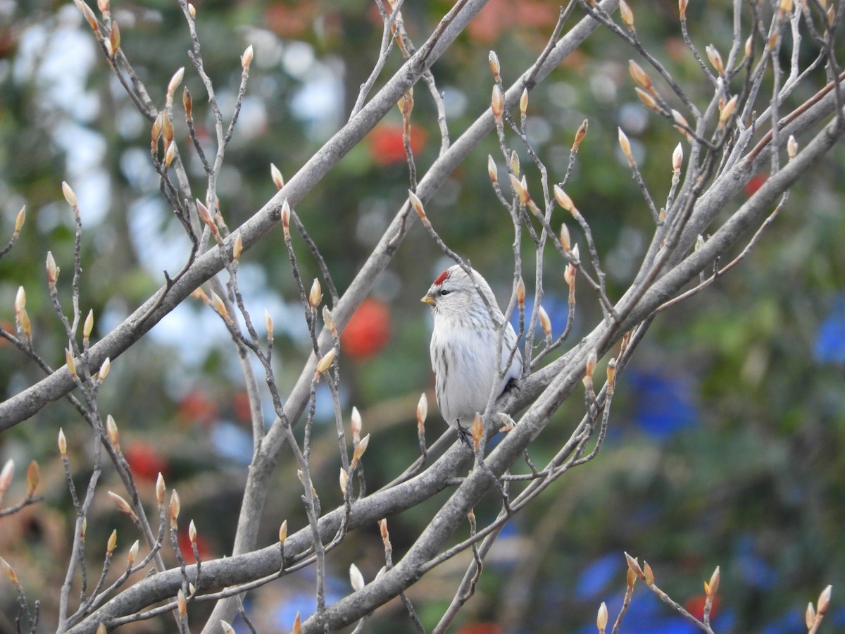 Hoary Redpoll - ML593132311