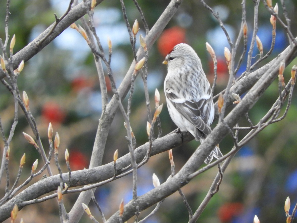 Hoary Redpoll - ML593132461