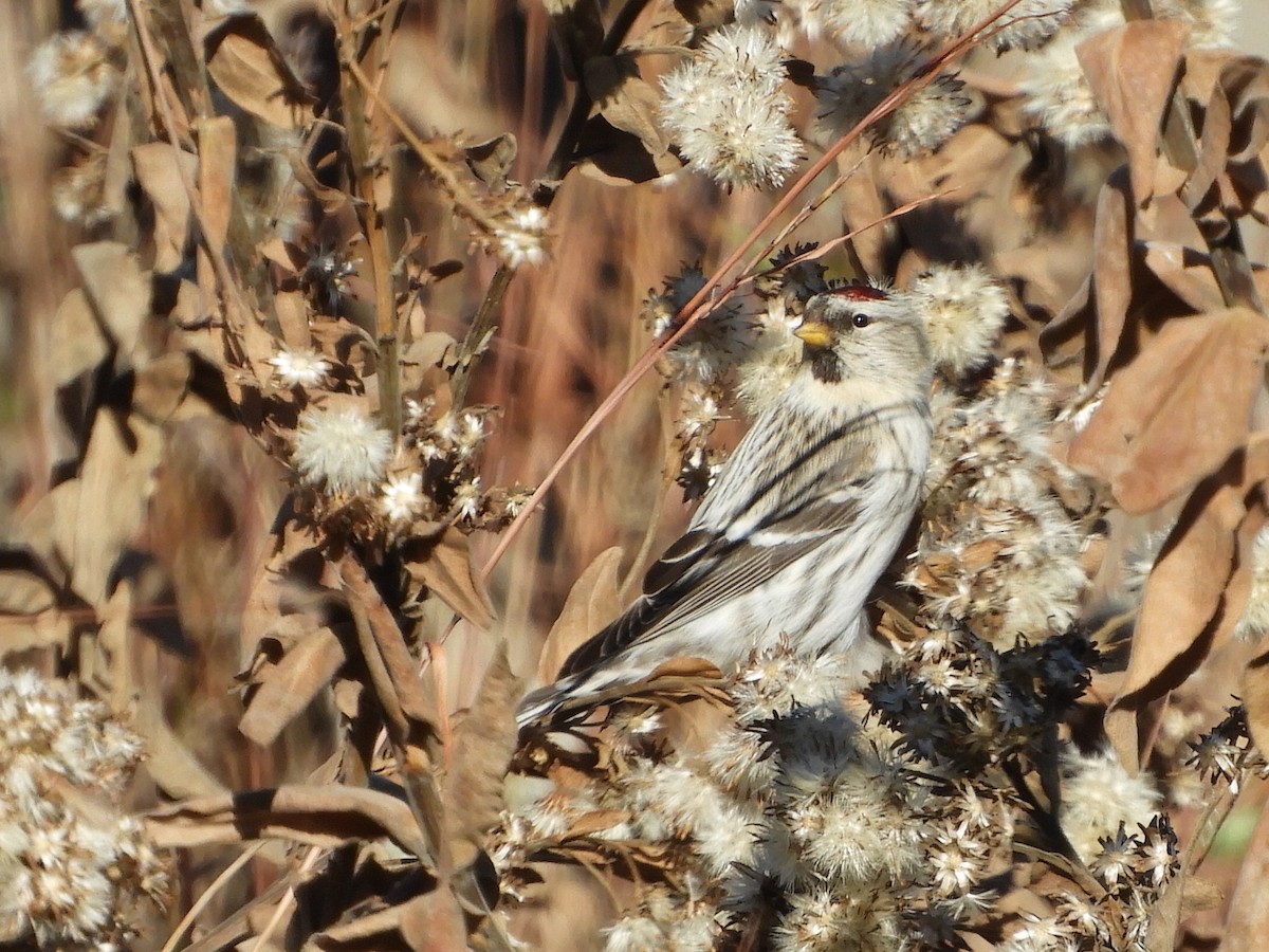 Hoary Redpoll - ML593132591