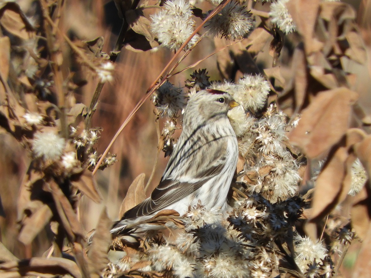 Hoary Redpoll - ML593132981