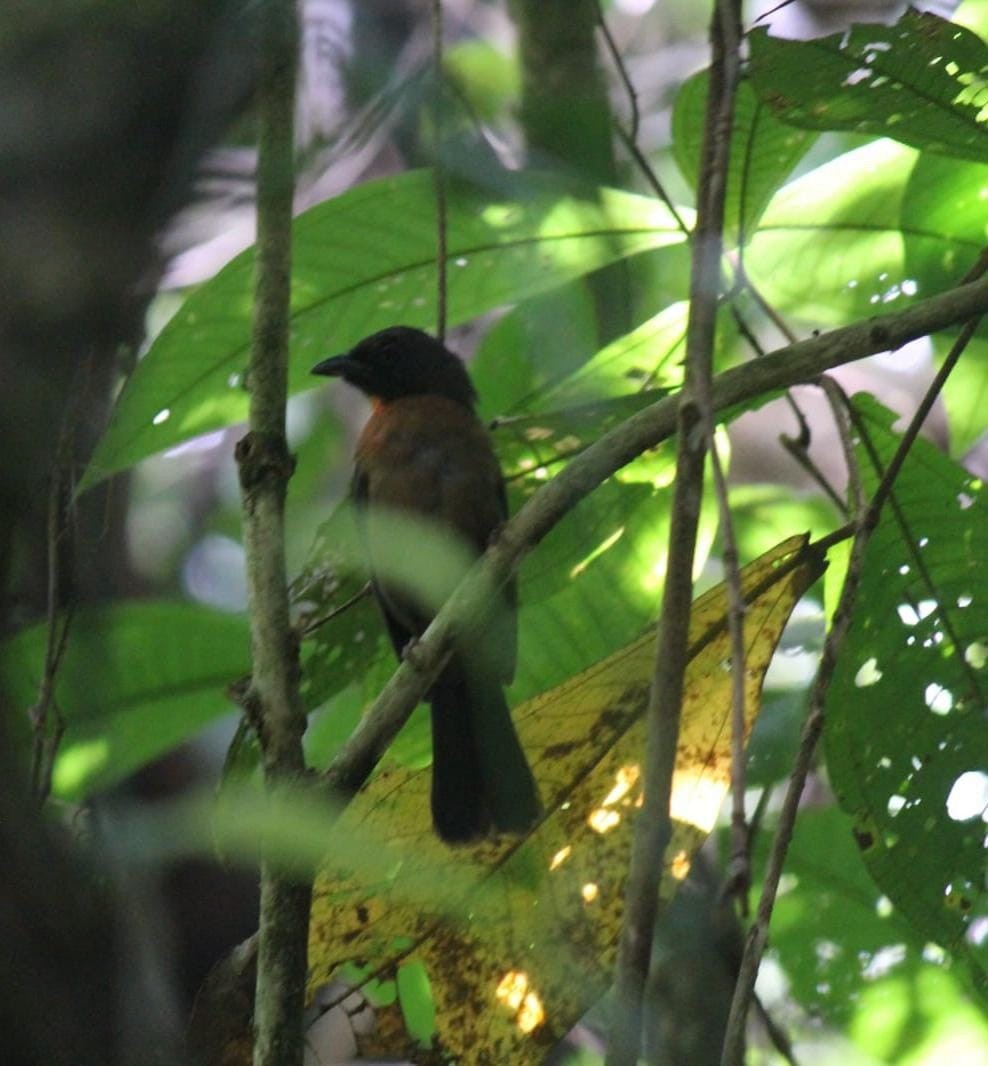 Black-cheeked Ant-Tanager - ML593134121