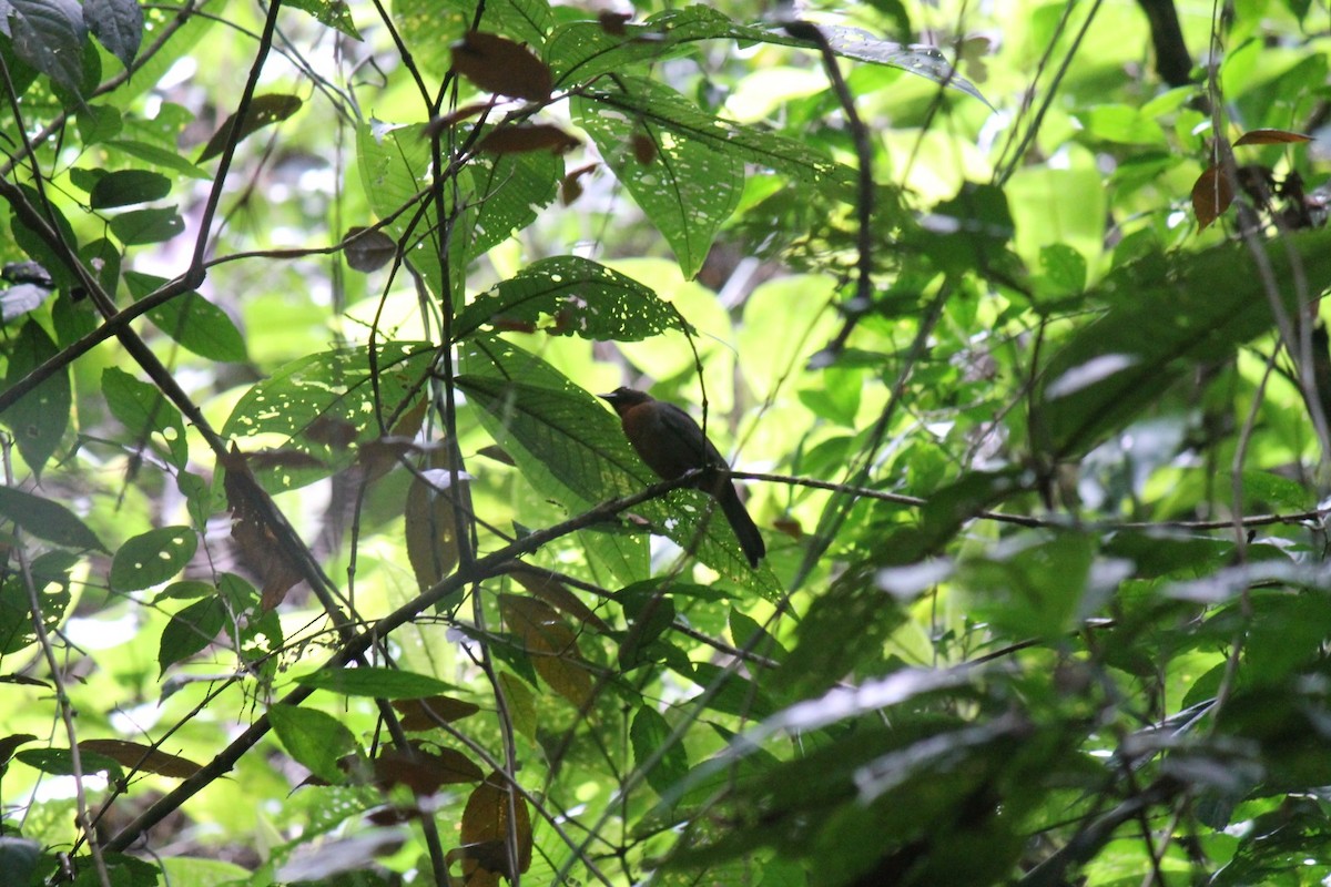 Black-cheeked Ant-Tanager - ML593134131