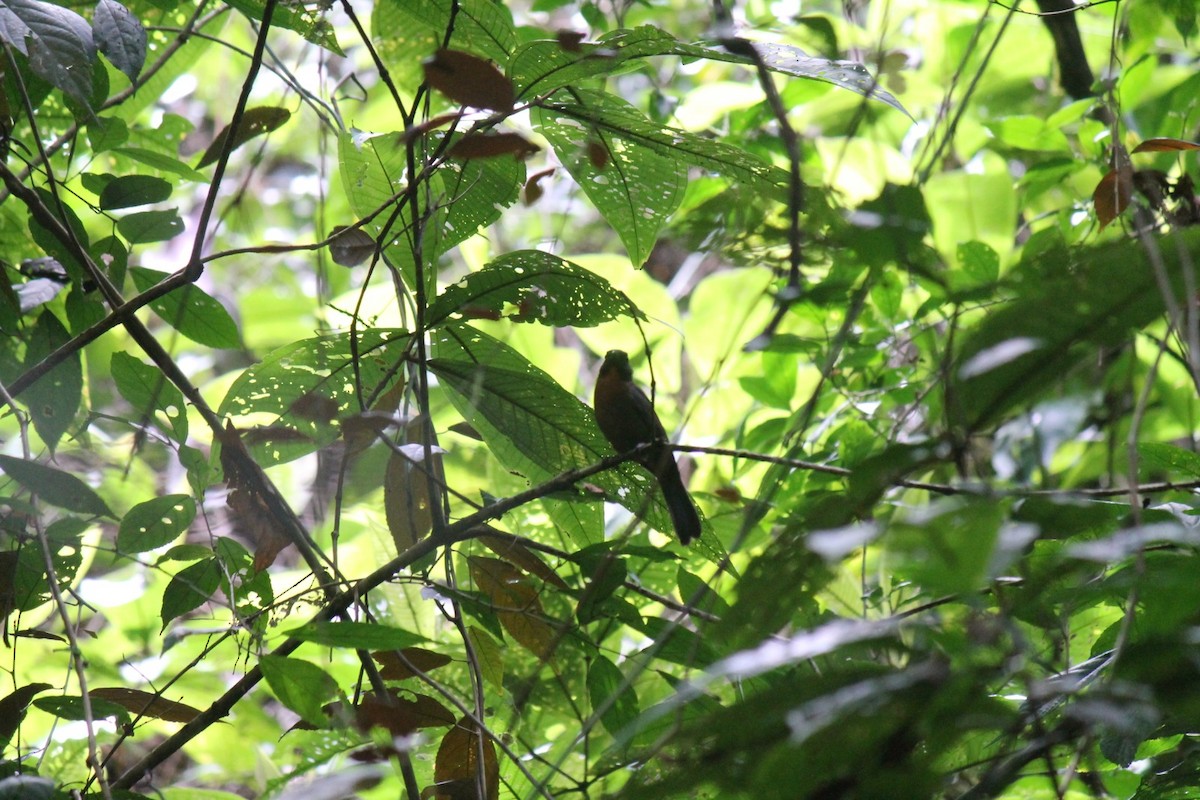 Black-cheeked Ant-Tanager - ML593134171