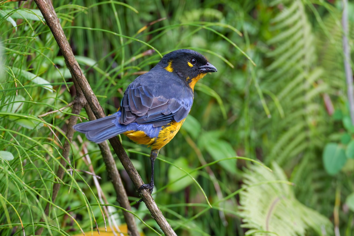 Lacrimose Mountain Tanager - Jeff Hapeman