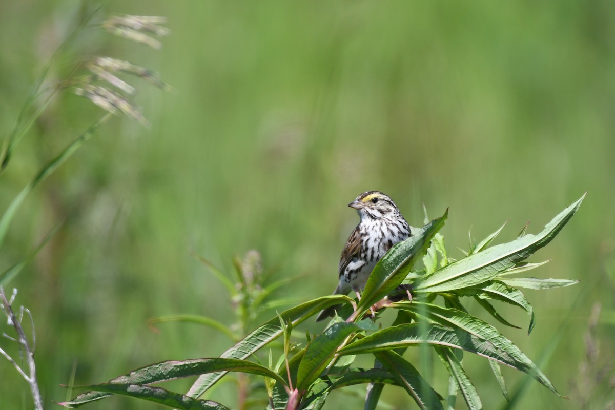 Savannah Sparrow - ML593135061