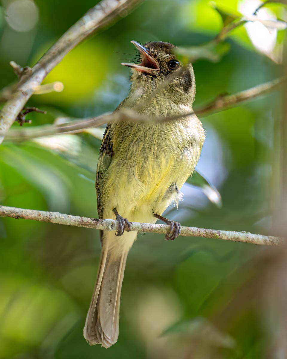 Sepia-capped Flycatcher - ML593135301