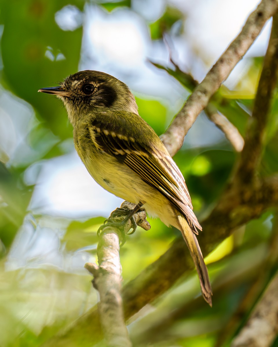 Sepia-capped Flycatcher - ML593135321