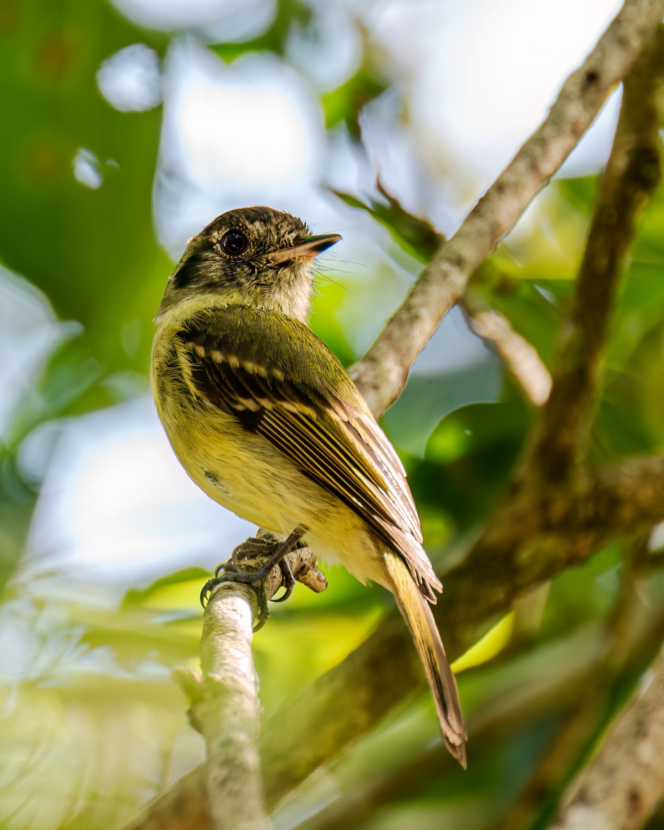 Sepia-capped Flycatcher - ML593135331