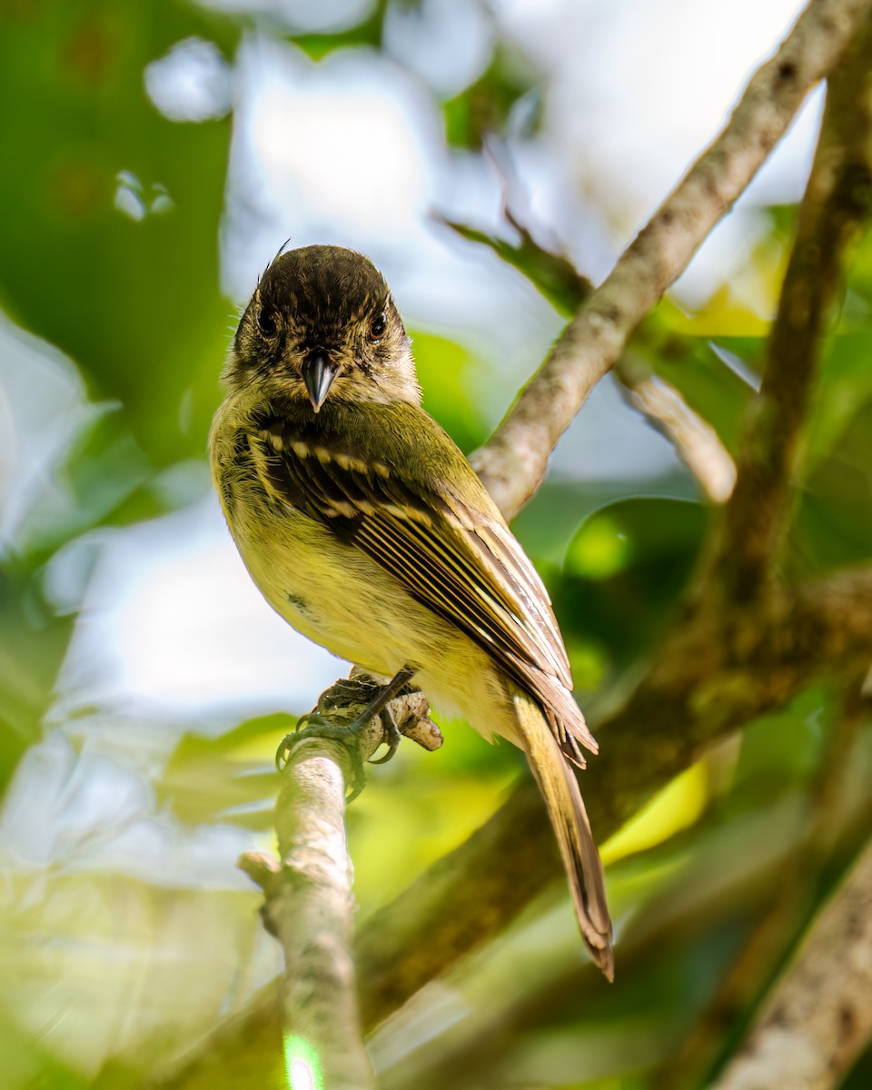 Sepia-capped Flycatcher - ML593135341