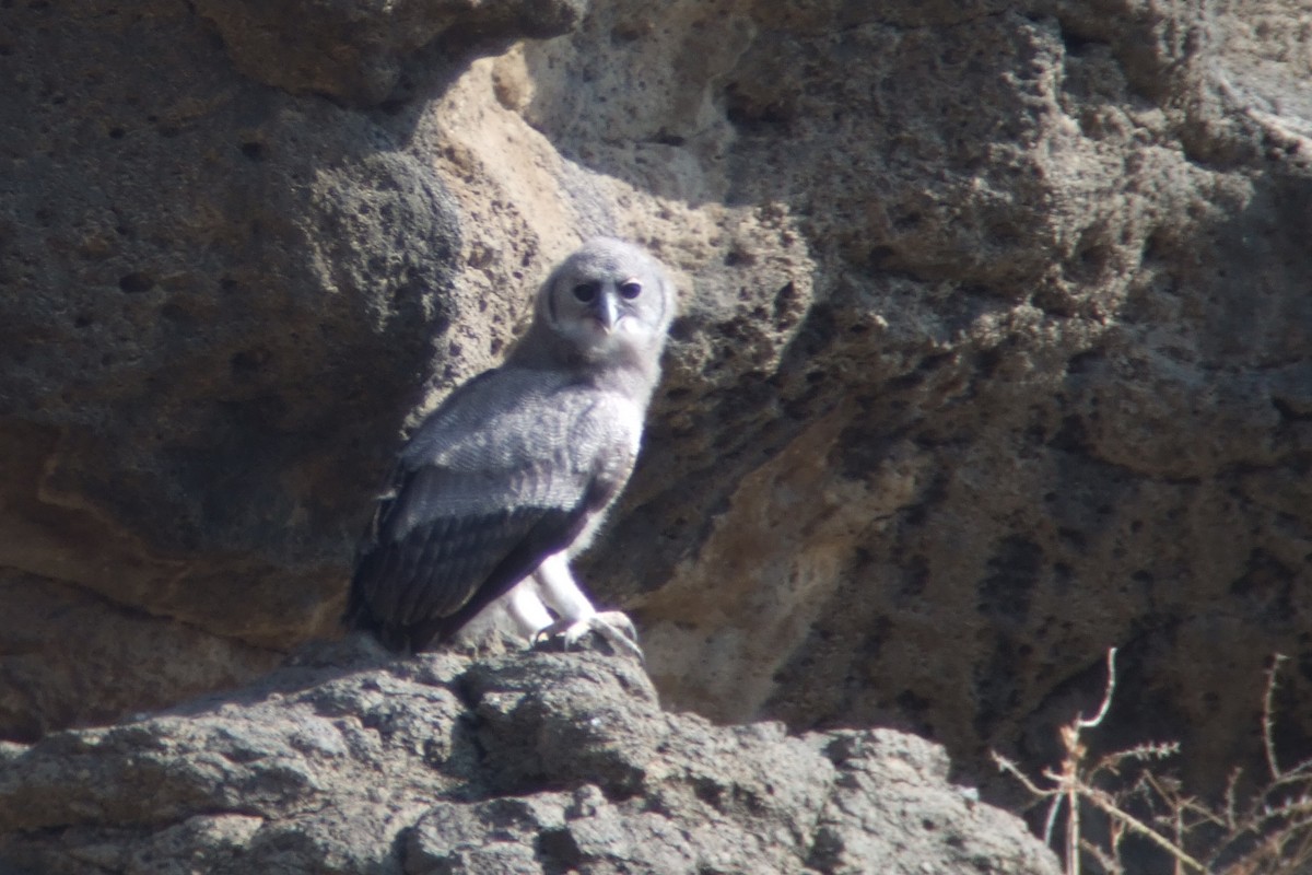 Verreaux's Eagle-Owl - Oscar Campbell