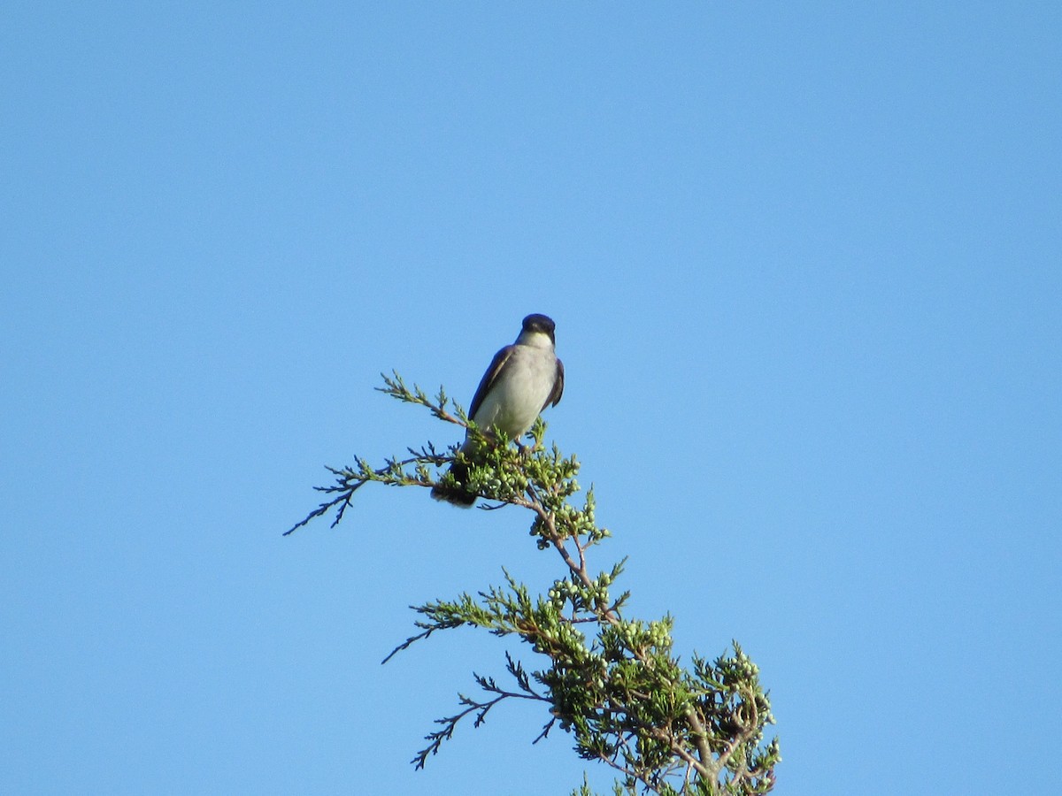 Eastern Kingbird - ML593137451