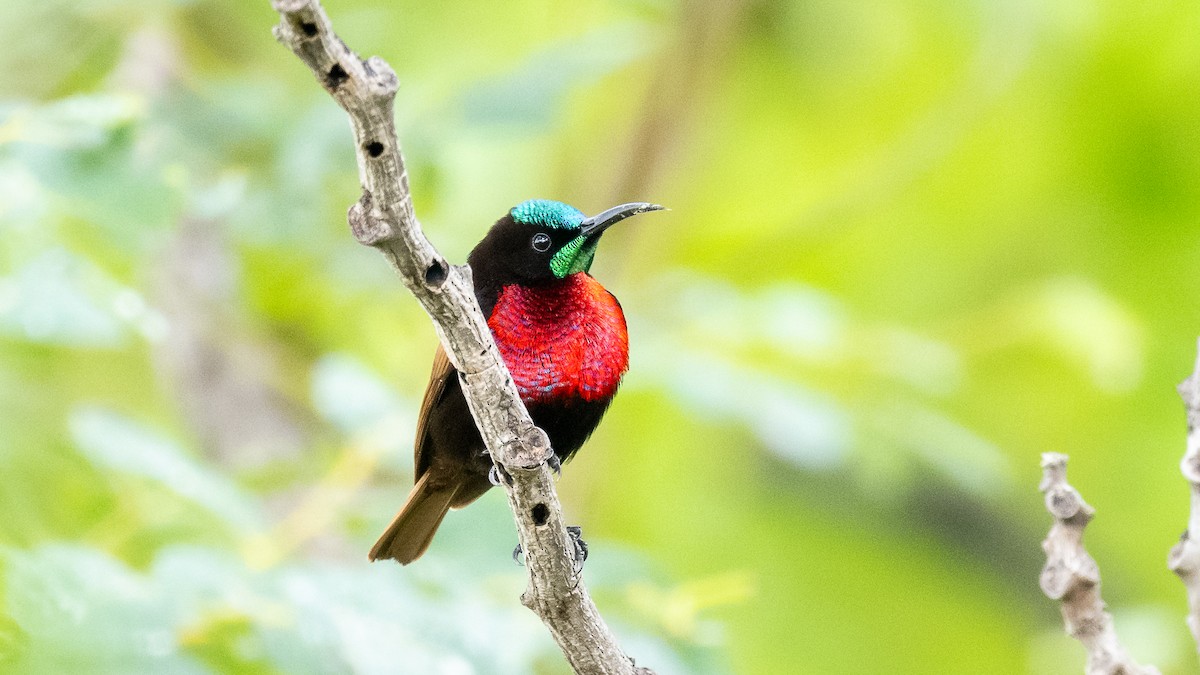 Scarlet-chested Sunbird - Mathurin Malby