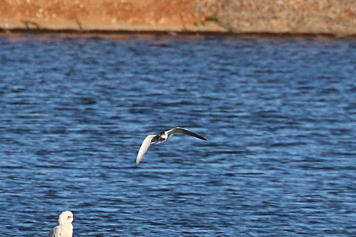 White-winged Tern - Leith Woodall