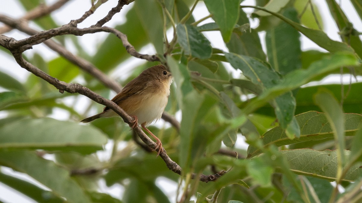 Rufous Cisticola - ML593138531