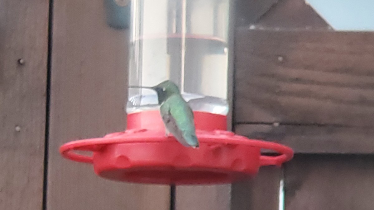 Black-chinned Hummingbird - ML593138551