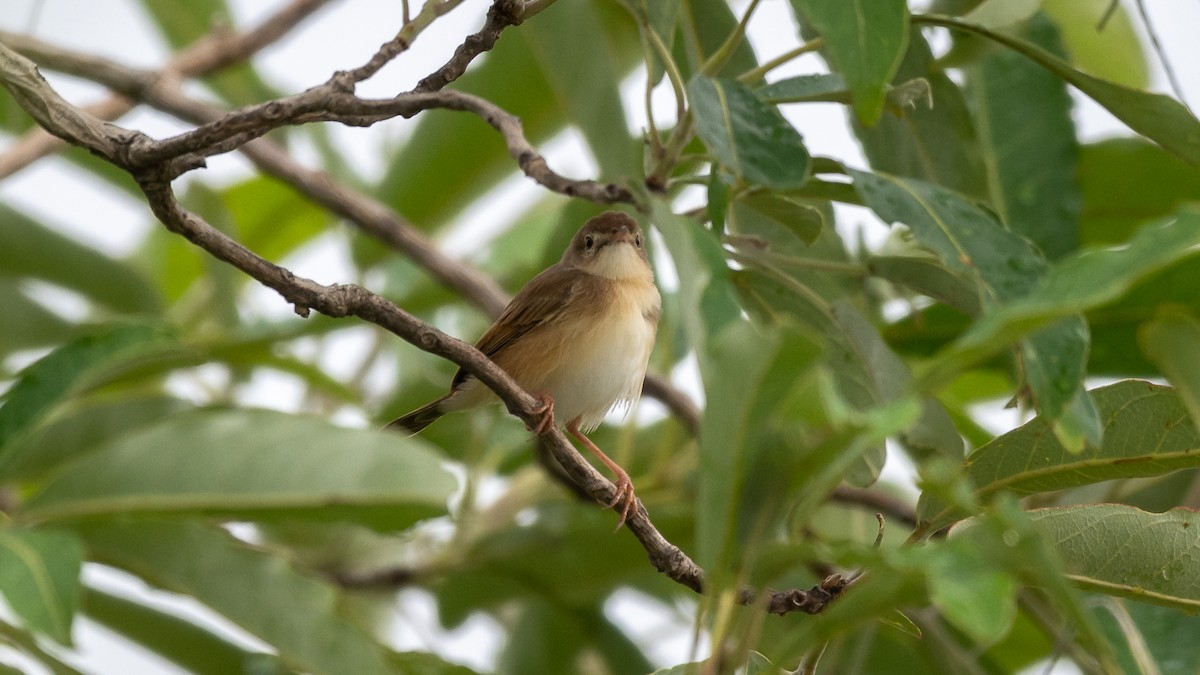 Rufous Cisticola - Mathurin Malby