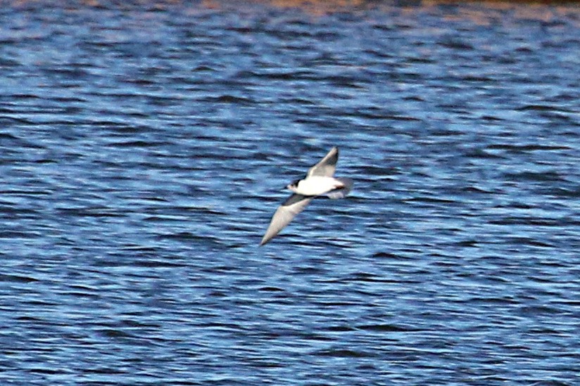 White-winged Tern - Leith Woodall