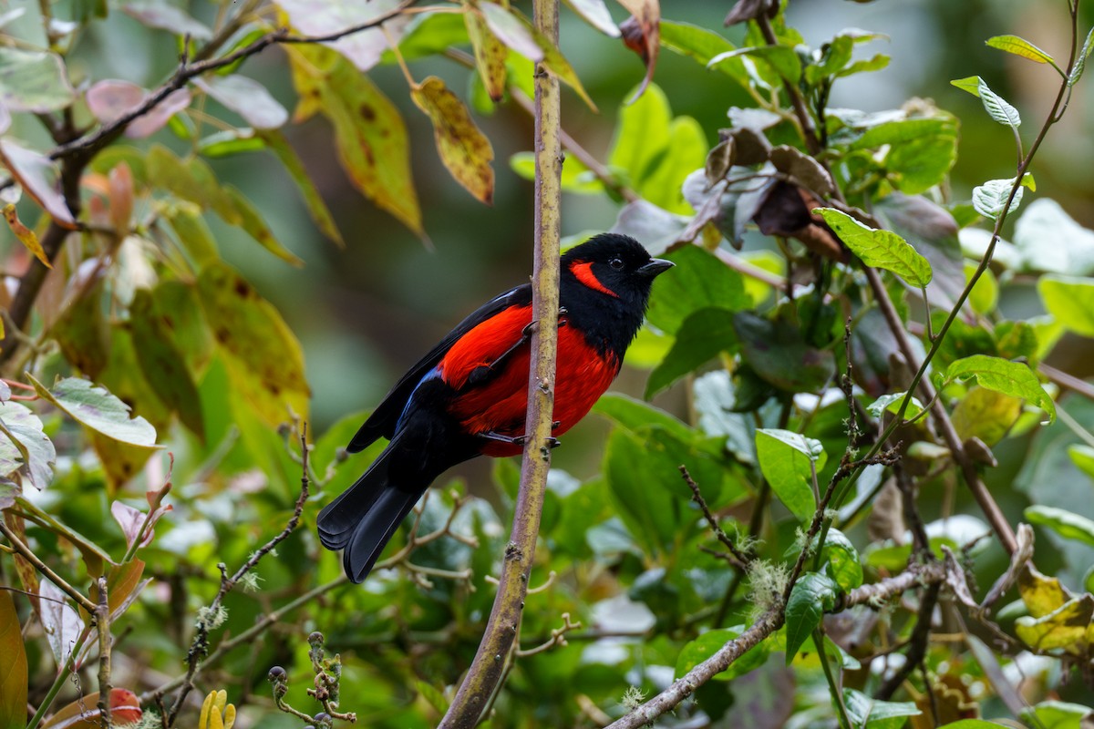 Scarlet-bellied Mountain Tanager - Jeff Hapeman