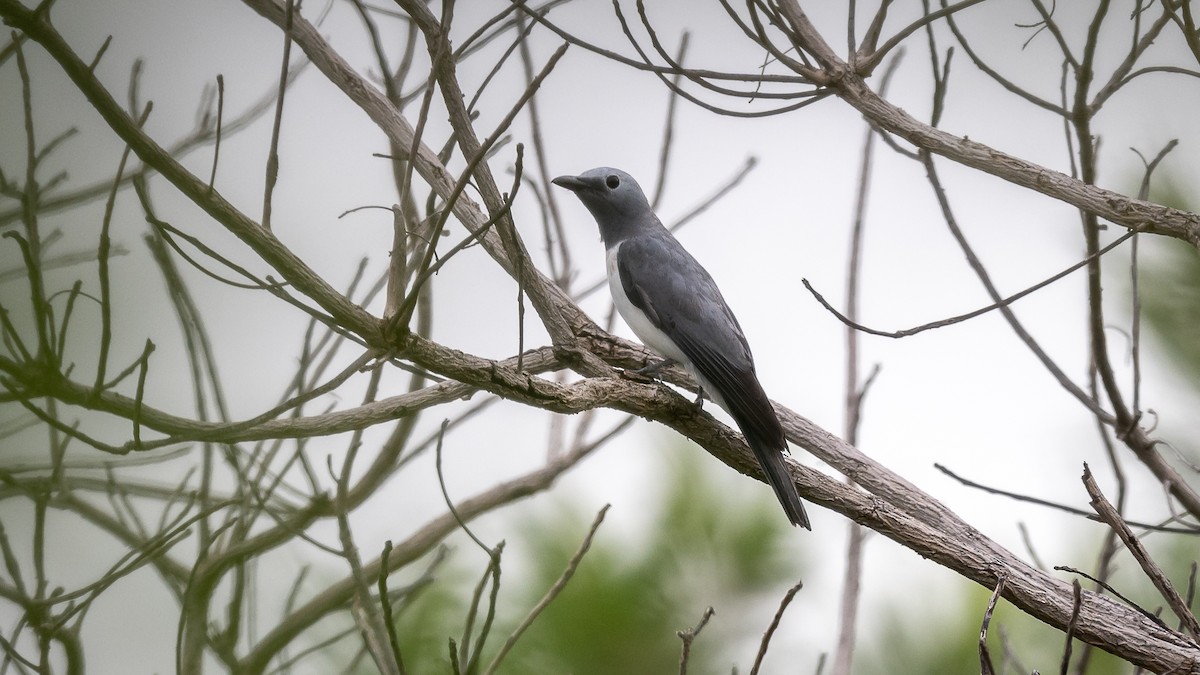 White-breasted Cuckooshrike - Mathurin Malby