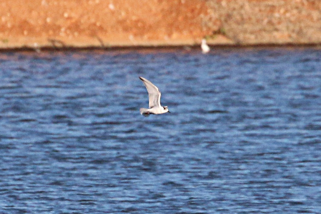 White-winged Tern - Leith Woodall