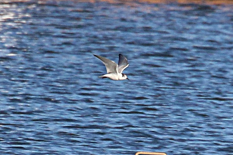 White-winged Tern - Leith Woodall