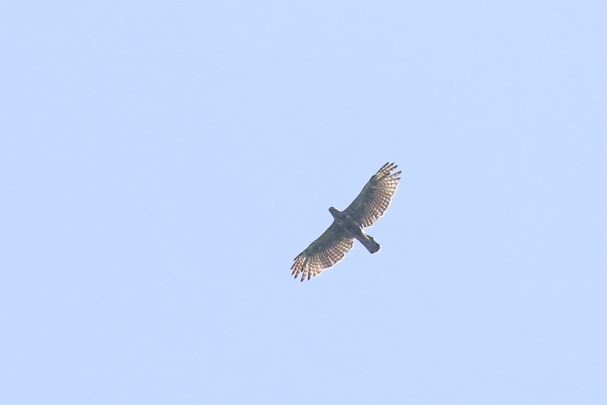 Changeable Hawk-Eagle (Changeable) - Marc Gálvez