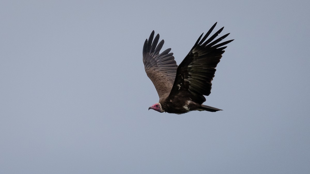 Hooded Vulture - Mathurin Malby