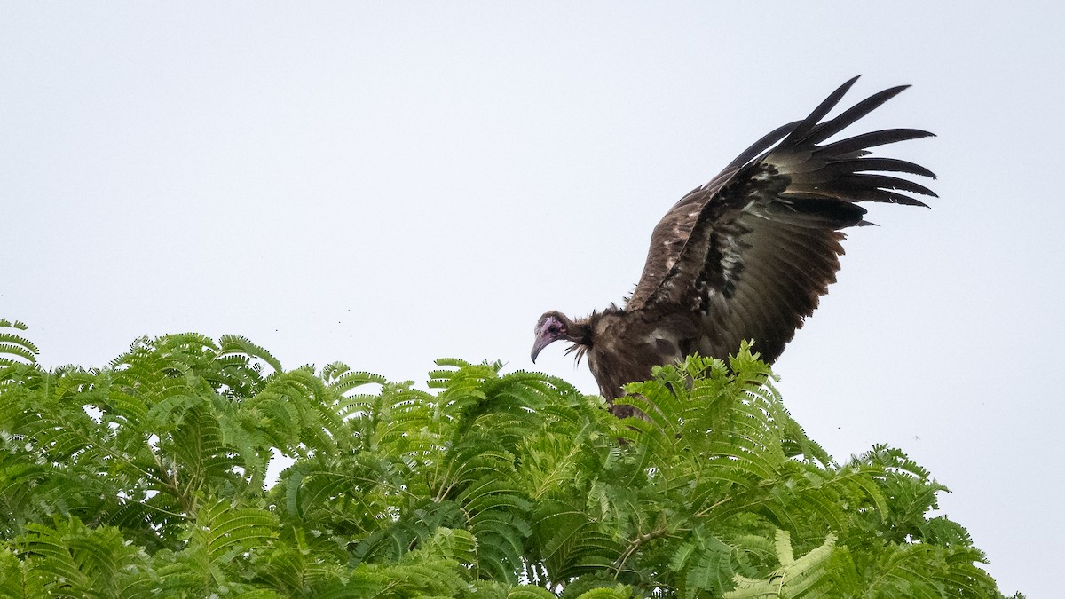 Hooded Vulture - ML593139781