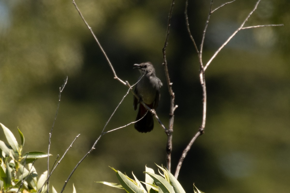 Gray Catbird - Kyle Landstra