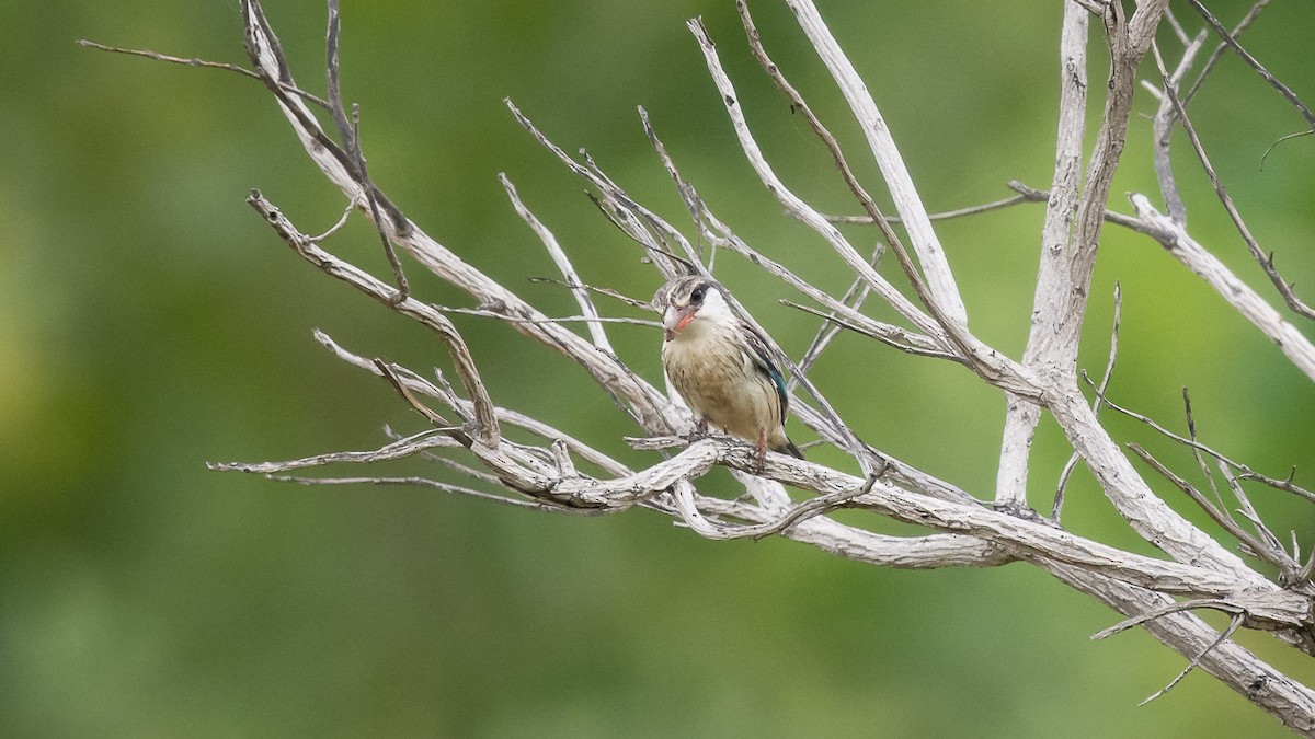 Striped Kingfisher - ML593140291